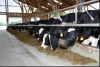 cattle barn inside 4