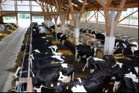 cattle barn inside 5