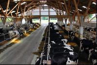 cattle barn inside 6