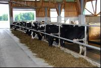 cattle barn inside 7