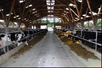 cattle barn inside 8