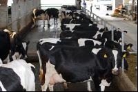 cattle barn inside 10