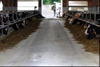 cattle barn inside 11