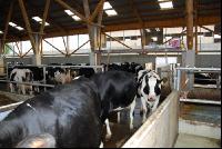 cattle barn inside 13