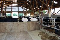 cattle barn inside 14