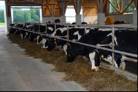 cattle barn inside 15