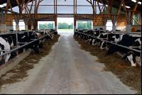 cattle barn inside 16