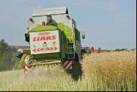 Raps Ernte 8