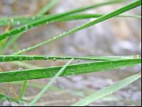 Wassertropfen 2