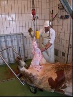Rind schlachten 40