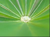 Wassertropfen 1