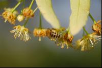Biene Lindenblüten 4