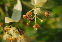 Biene Lindenblüten 6