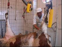 Rind schlachten 35