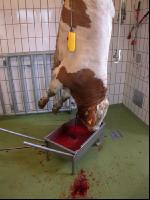 Rind schlachten 37
