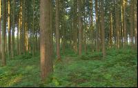 Fichtenwald 1