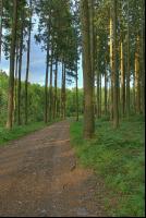 Fichtenwald 3