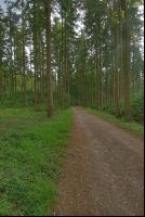 Fichtenwald 2