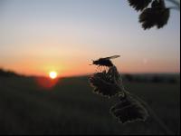 Fliege Sonnenuntergang