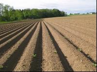 Potato emerge 6