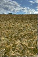 Triticale 3