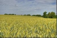 Triticale milchreif 4
