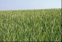 Triticale 8