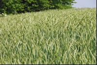 Triticale 9