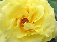 Rose 8