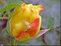 Rose 1