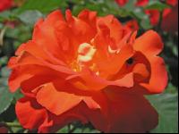 Rose 2