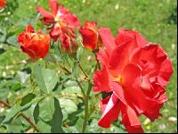 Rose 4