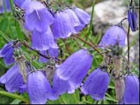 Zierliche Glockenblume 1