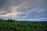 Weinberg Abendlicht