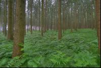 Fichtenwald 7