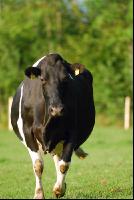 Holstein Weide 99