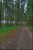 Fichtenwald 23