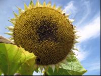 SoBlumen mexen 5