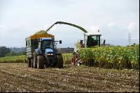 SoBlumen mexen 13