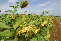 SoBlumen mexen 22