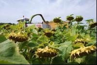 SoBlumen mexen 24