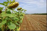 SoBlumen mexen 26