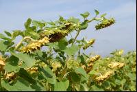 SoBlumen mexen 30