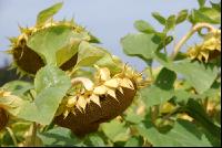 SoBlumen mexen 31