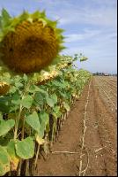 SoBlumen mexen 32