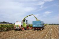 SoBlumen mexen 37