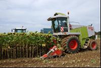 SoBlumen mexen 42
