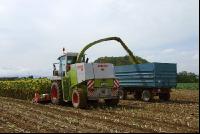 SoBlumen mexen 43