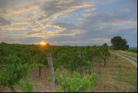Sunset vineyard 