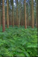 Fichtenwald 8